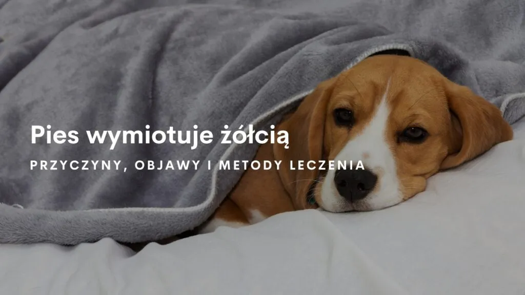 Zdjęcie Dlaczego pies wymiotuje żółcią i co z tym zrobić: przyczyny i leczenie