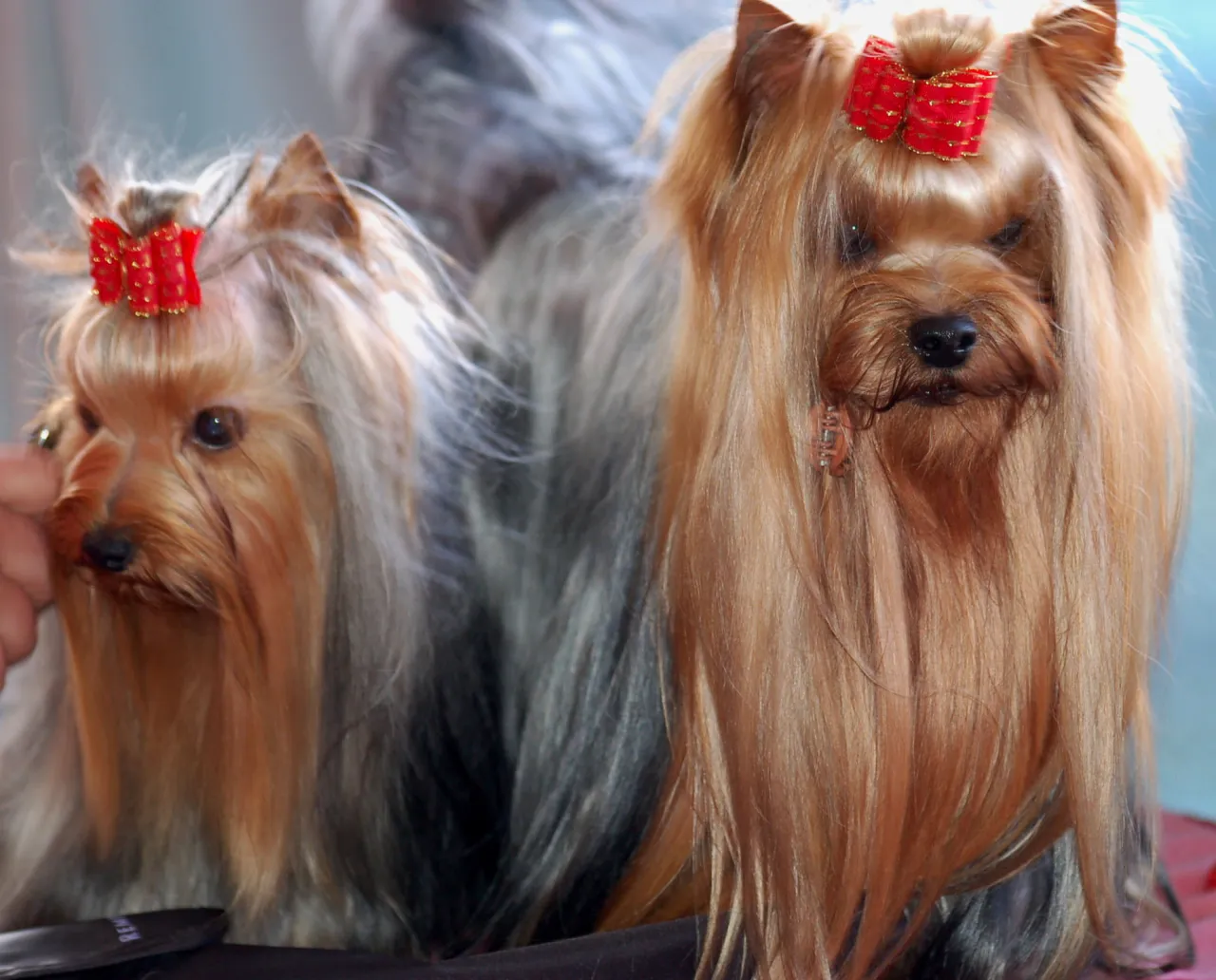 Zdjęcie Śmieszne memy york terrier z Podlasia, które rozbawią każdego miłośnika psów