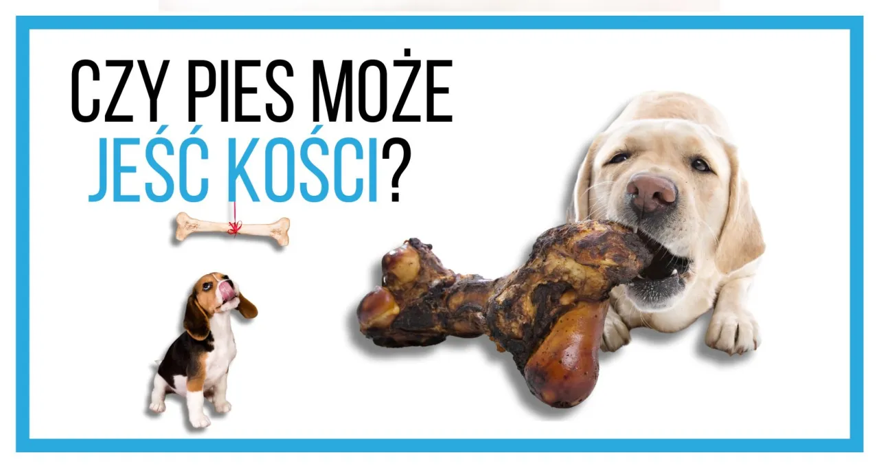 Zdjęcie Czy pies może jeść kości wieprzowe? Uwaga - to niebezpieczne!