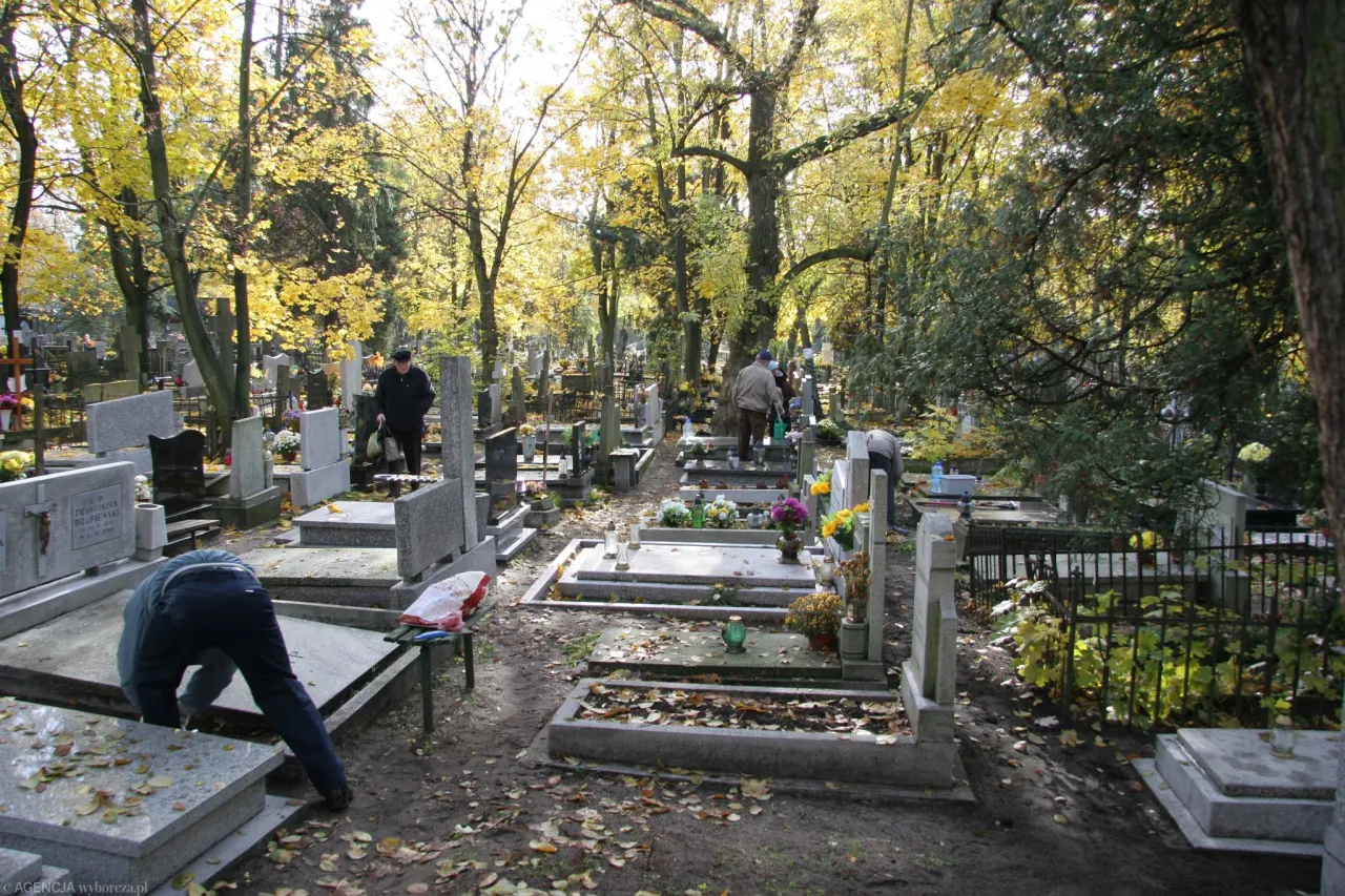 Zdjęcie Czy można wyciąć tuje na cmentarzu? Zasady i procedury wycinki