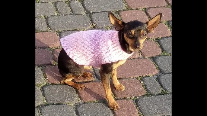 Zdjęcie Jak zrobić ubranko dla psa ze swetra - proste kroki i porady