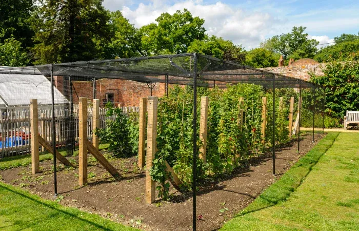 Zdjęcie Jak sadzić sadzonki malin - uniknij najczęstszych błędów w ogrodzie