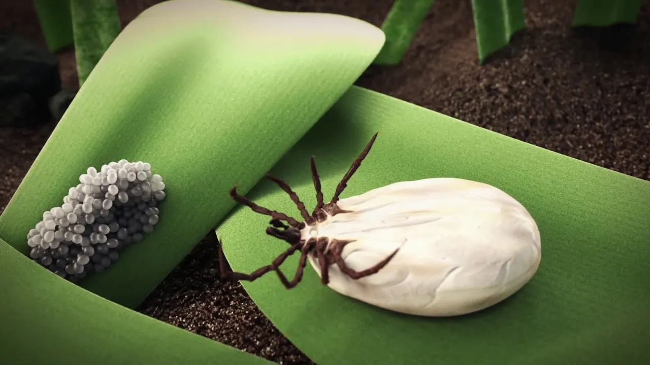 Zdjęcie Todo lo que necesitas saber sobre los huevos de garrapata y su reproducción