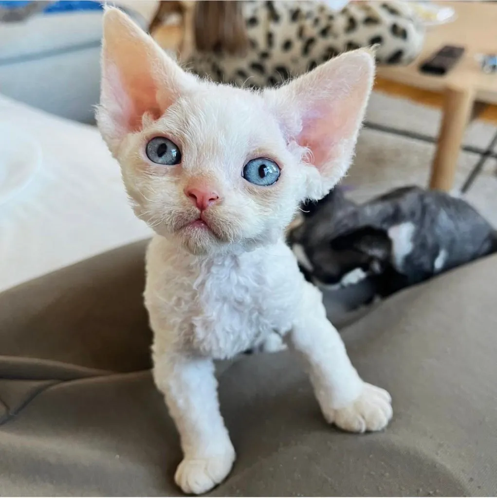 Zdjęcie Cornish Rex a Devon Rex: Kluczowe różnice, które musisz znać