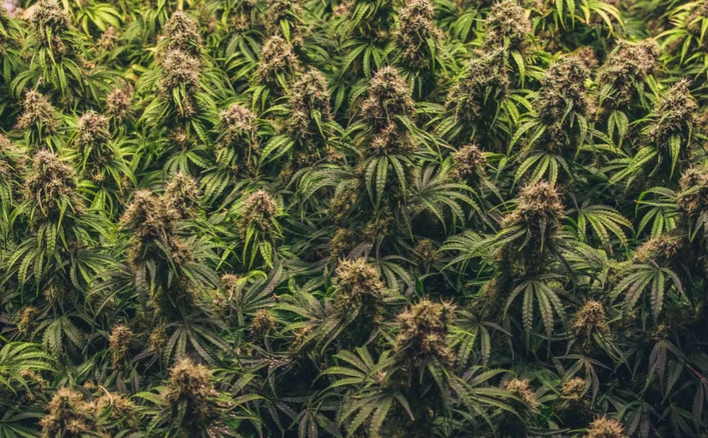 Zdjęcie Jak długo kwitnie marihuana? Poznaj różnice między odmianami