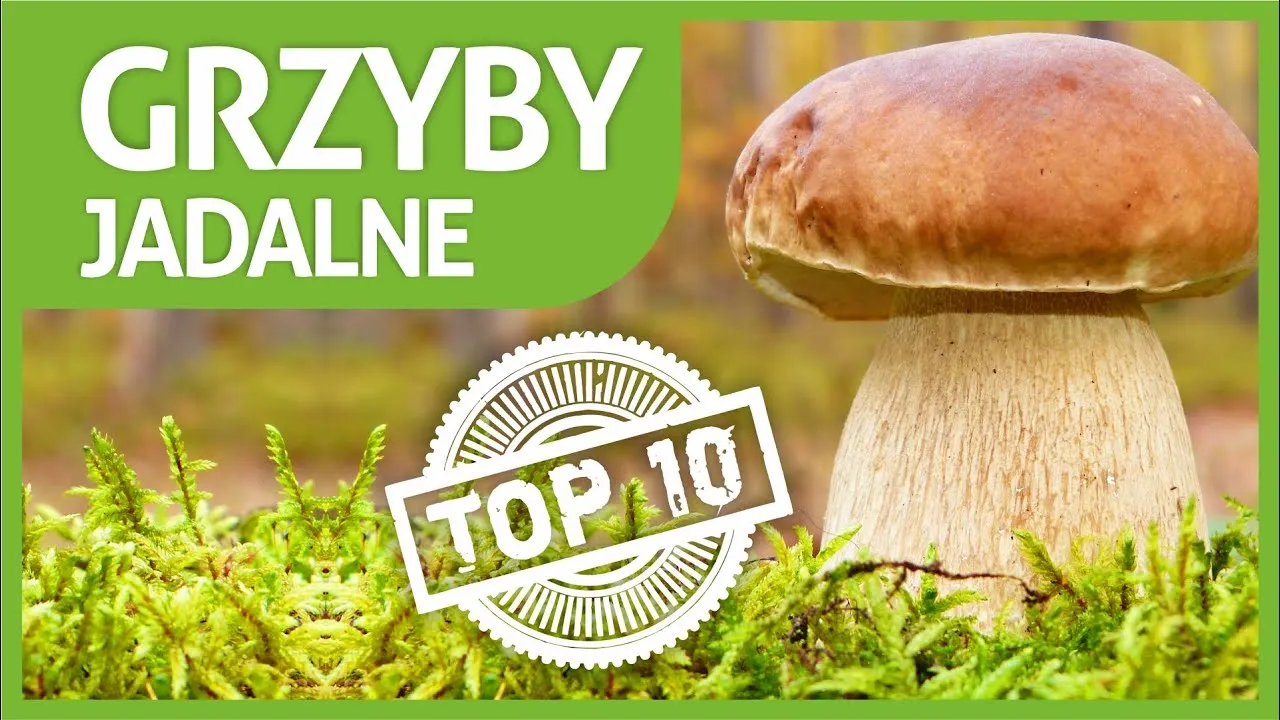 Zdjęcie Czy rozmrażać grzyby do zupy? Oto, co musisz wiedzieć