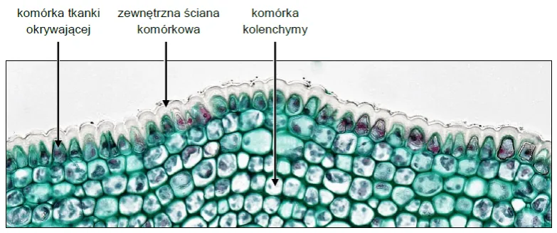 Zdjęcie Co to jest tkanka roślinna? Kluczowe informacje i funkcje tkankowe