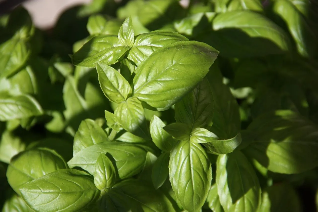 Zdjęcie Ile kalorii ma makaron z pesto? Sprawdź, co wpływa na kaloryczność