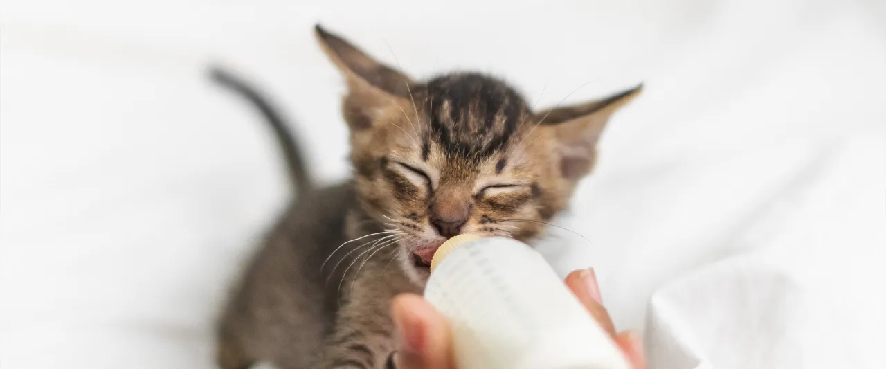 Zdjęcie Jak karmić małego kotka bez matki, by zapewnić mu zdrowie?
