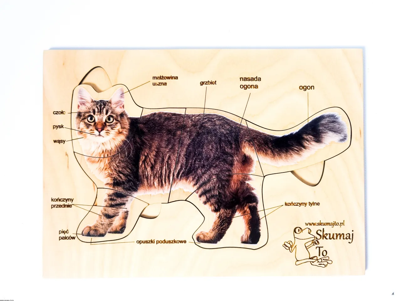 Zdjęcie Jak wygląda kotek? Odkryj fascynujące cechy małych kotów