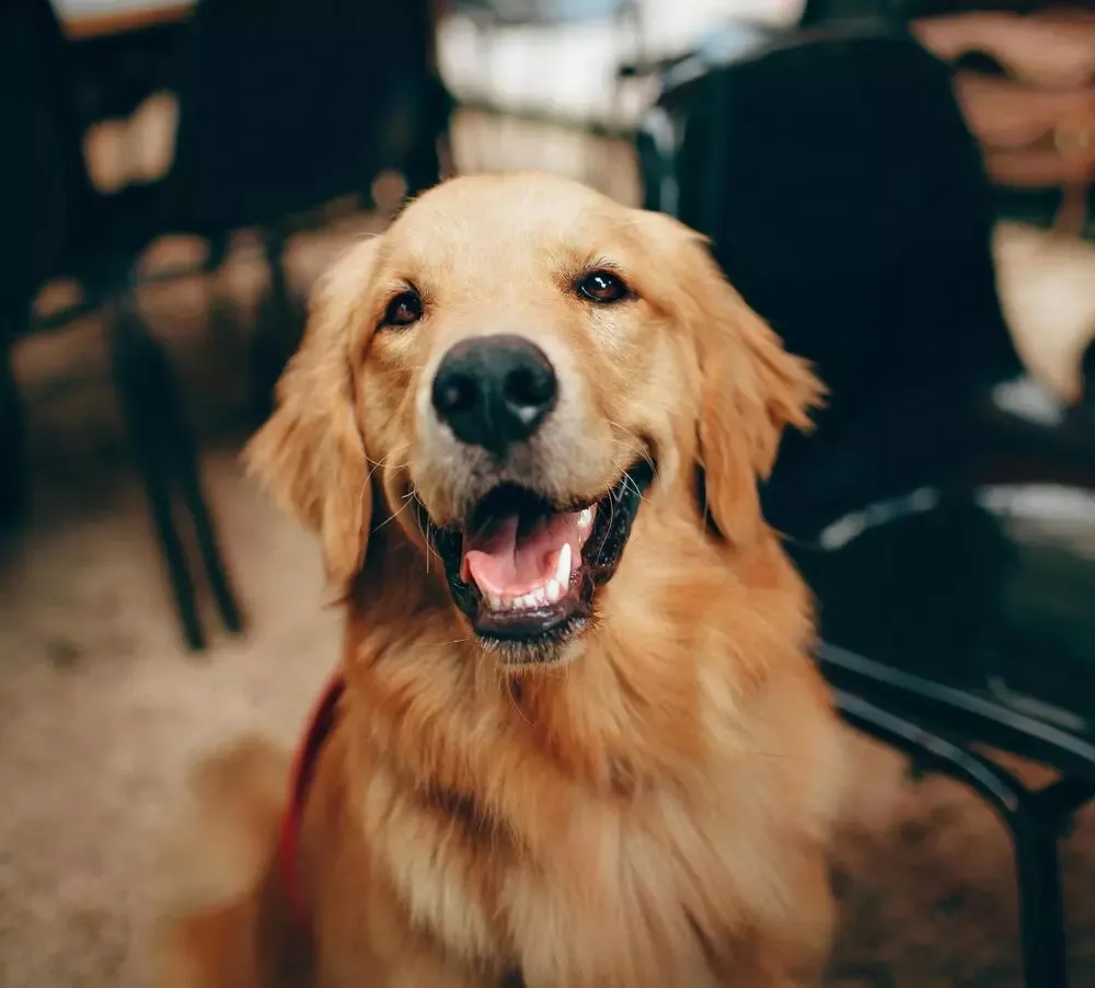Zdjęcie Czy golden retriever gubi sierść? Sprawdź, jak to wygląda w praktyce