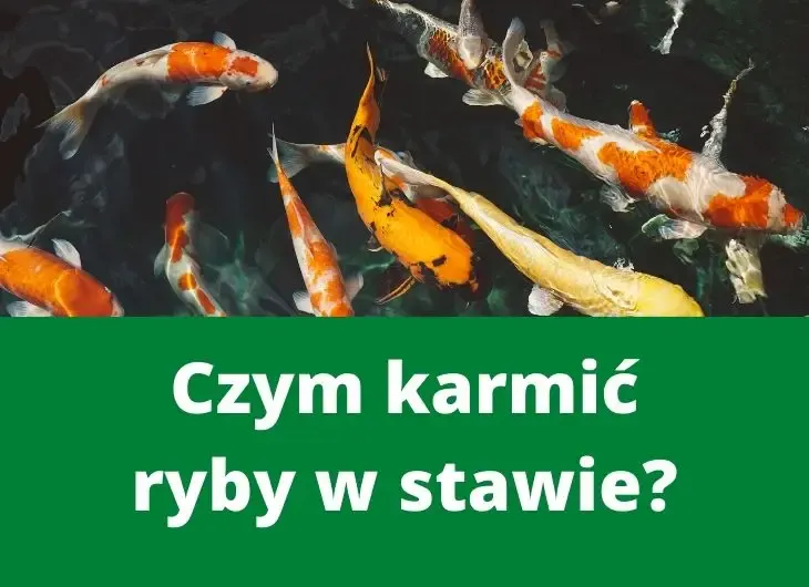 Zdjęcie Jakie zboże dla ryb? Odkryj najlepsze opcje dla zdrowego wzrostu