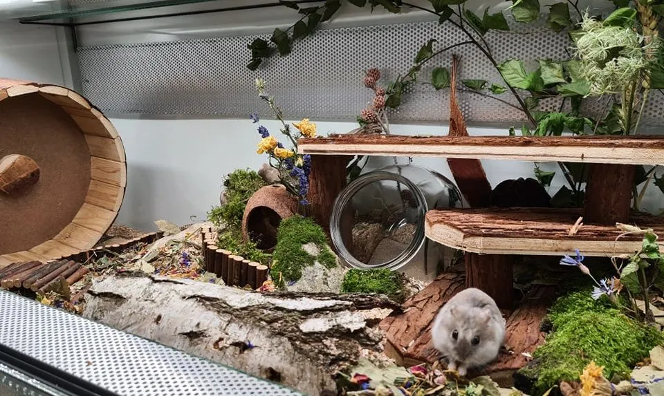 Zdjęcie Klatka czy akwarium dla chomika? Poznaj lepsze rozwiązania dla pupila