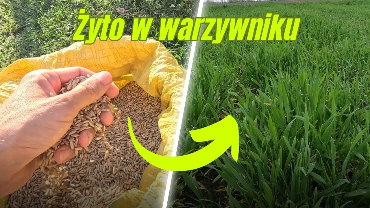 Zdjęcie Kiedy siać żyto na poplon, aby uniknąć problemów z glebą?