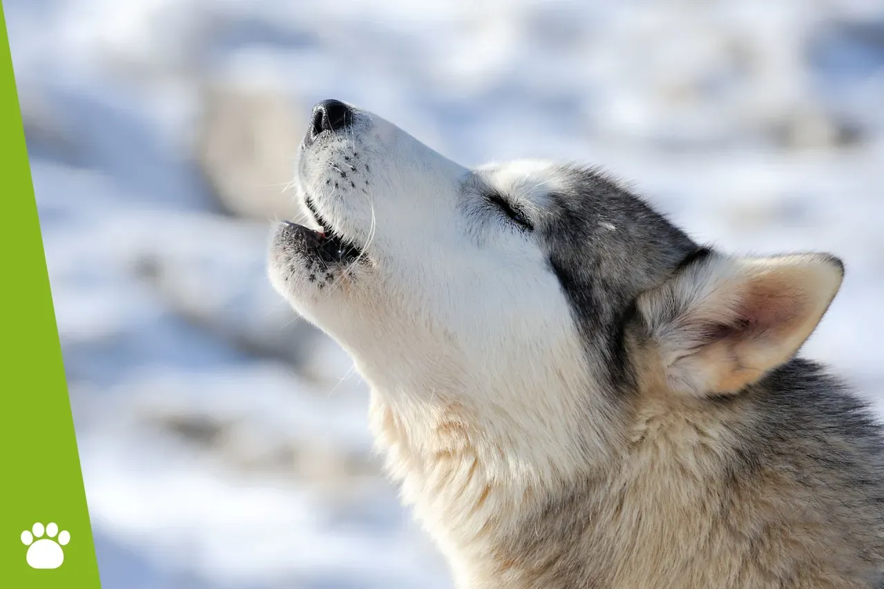 Zdjęcie Dlaczego husky wyje? Odkryj przyczyny i jak je zrozumieć