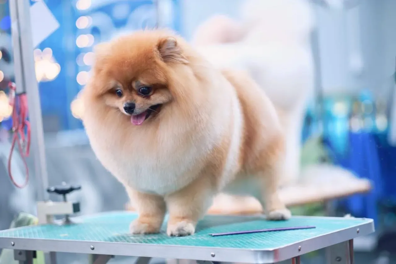 Zdjęcie Czy pomeranian ma włosy czy sierść? Odkryj prawdę o pielęgnacji
