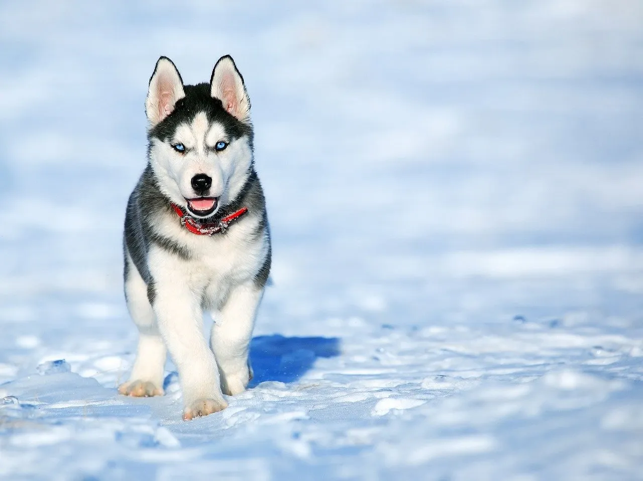 Zdjęcie Ile kosztuje husky z rodowodem? Odkryj ceny i czynniki wpływające na koszt