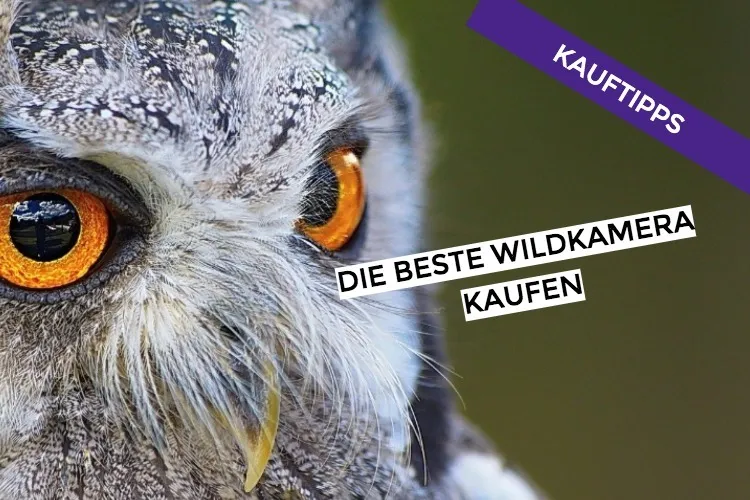 Zdjęcie Wann schläfert Tierarzt Hund ein? Wichtige Hinweise und Anzeichen