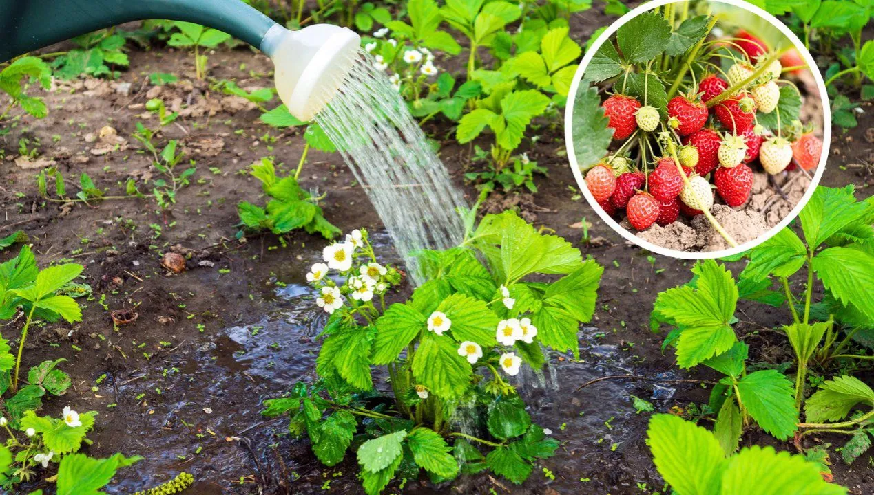 Zdjęcie Jak zrobić naturalny nawóz do truskawek, aby uzyskać obfite plony
