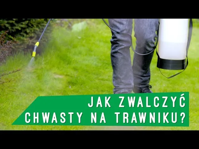 Zdjęcie Jak skutecznie zwalczyć płożący chwast na trawniku i uratować trawę