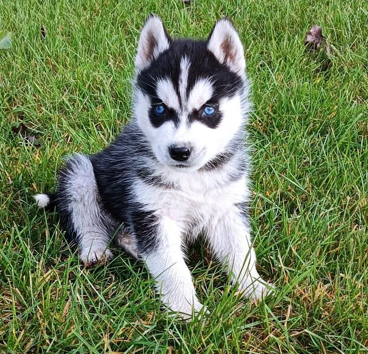 Zdjęcie Ile kosztuje husky syberyjski? Sprawdź ceny i ukryte wydatki