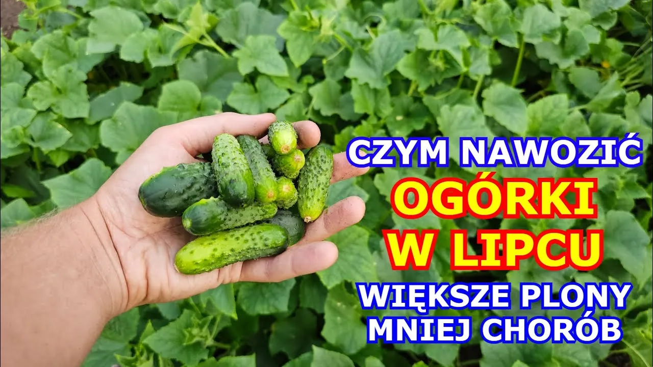 Zdjęcie Jaki nawóz pod ogórki gruntowe, aby uniknąć słabych plonów?