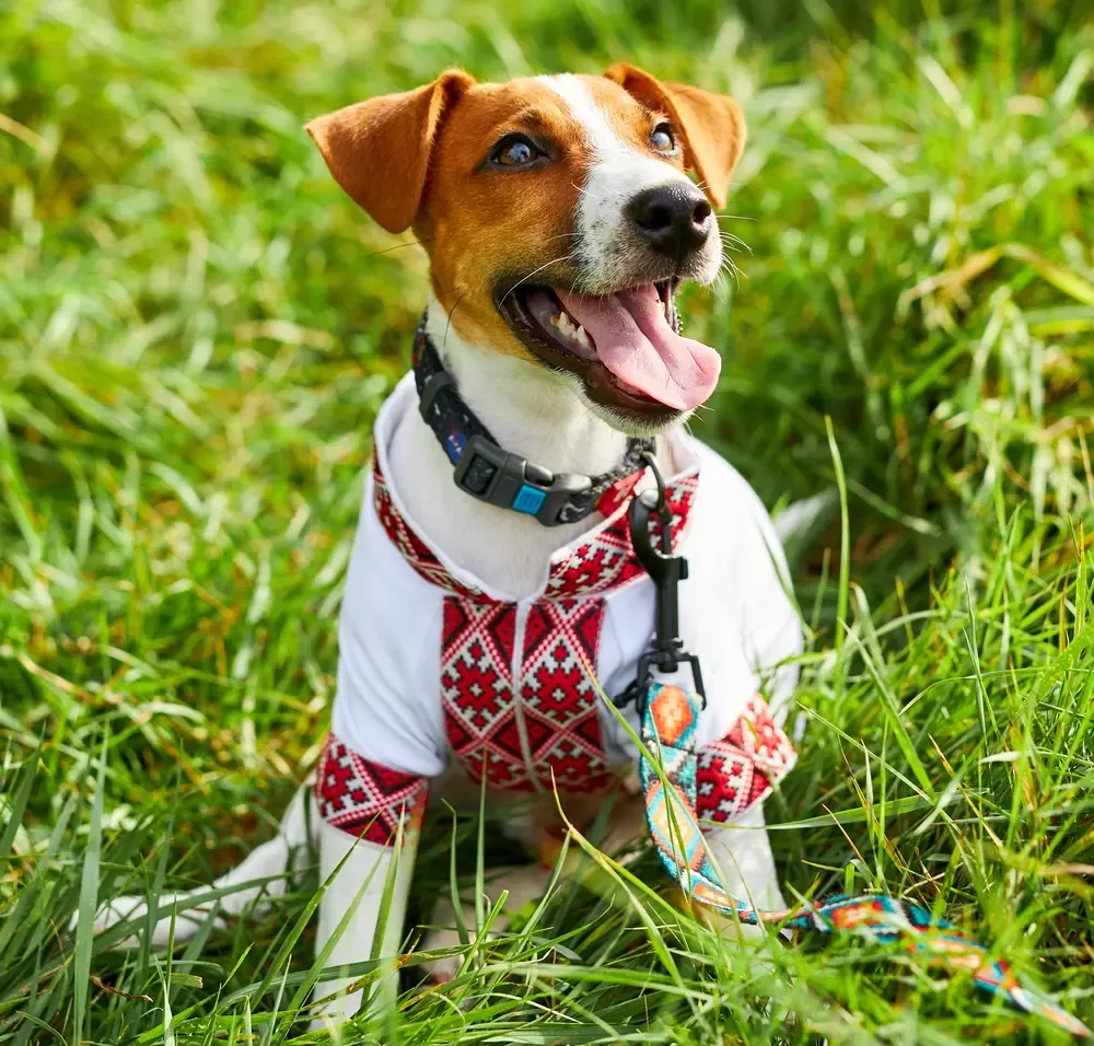 Zdjęcie Szczeniak jack russell terrier ile powinien jeść, by uniknąć problemów zdrowotnych