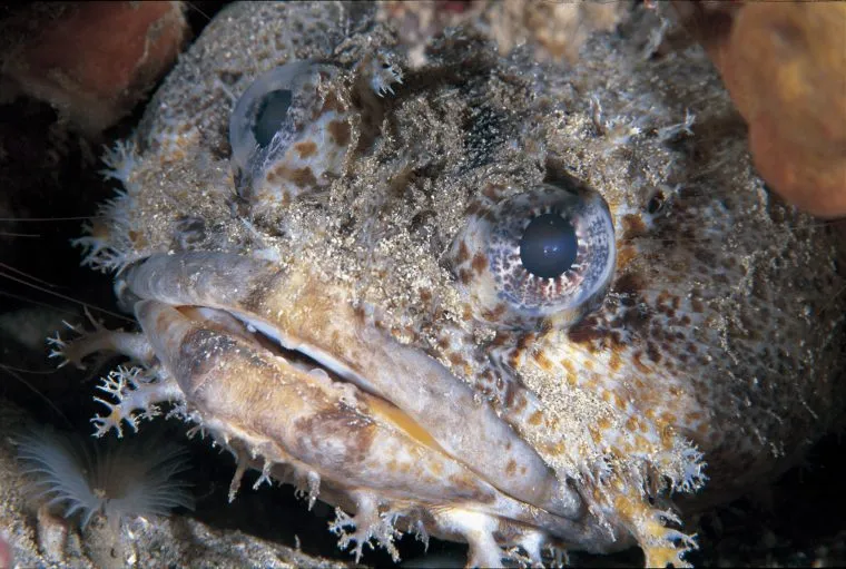 Zdjęcie Czy ryby mają zęby? Odkryj zaskakujące fakty o ich budowie