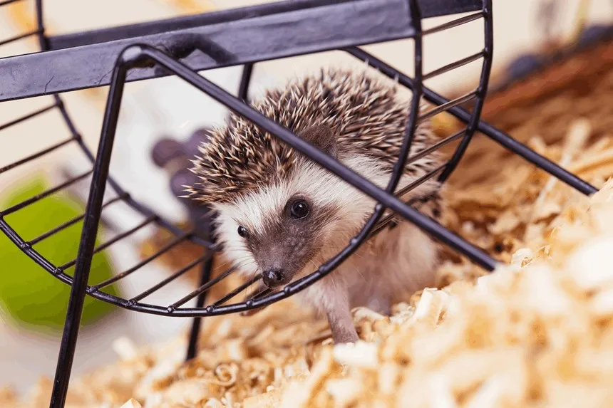Zdjęcie Jeż pigmejski: terrarium czy klatka – co wybrać dla zdrowia?