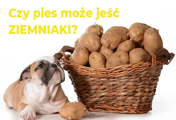 Zdjęcie Czy psy mogą jeść surowe ziemniaki? Dowiedz się o zagrożeniach zdrowotnych
