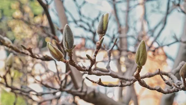 Zdjęcie Czemu magnolia nie kwitnie? Odkryj najczęstsze przyczyny braku kwiatów