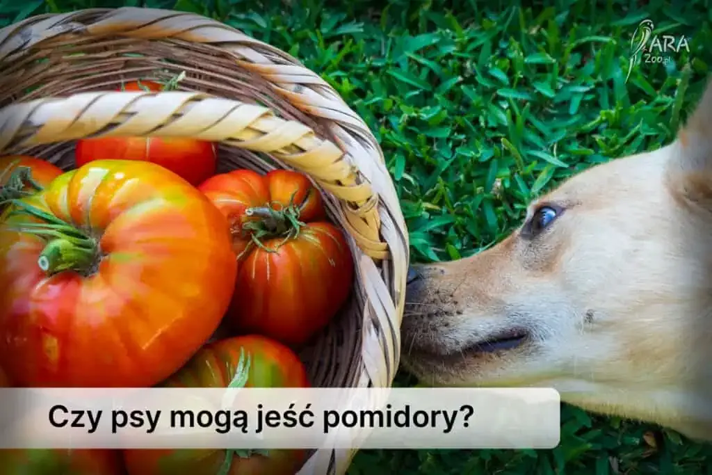 Zdjęcie Czy pies może jeść pomidory? Poznaj fakty i zagrożenia dla pupila