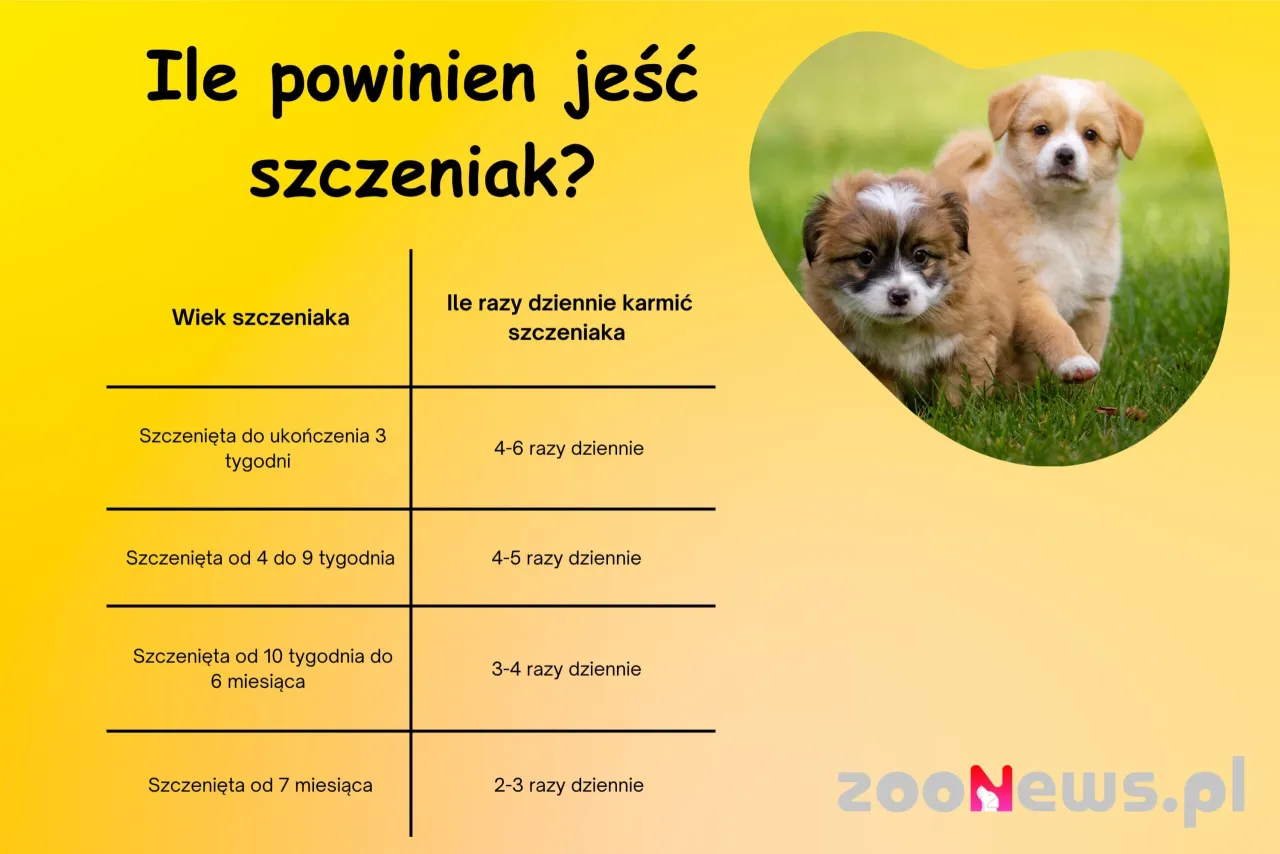Zdjęcie Ile powinien jeść szczeniak shih tzu, aby uniknąć problemów zdrowotnych?