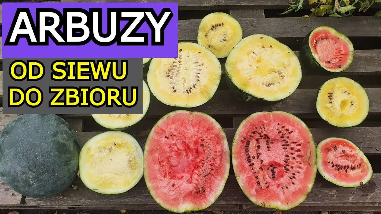Zdjęcie Kiedy sadzić arbuza do gruntu, aby uniknąć przymrozków i błędów?
