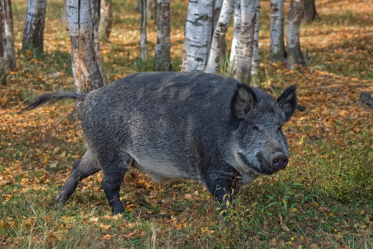 Zdjęcie Co robić, gdy dziki na osiedlu stają się zagrożeniem?