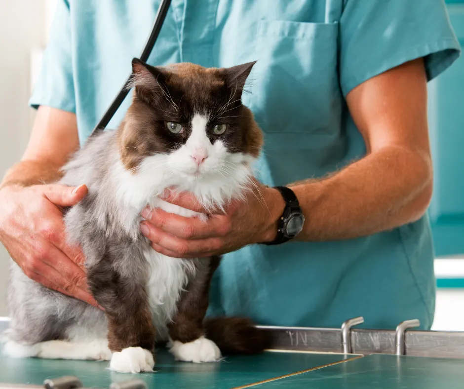 Zdjęcie Jak trzymać kota u weterynarza, aby zminimalizować jego stres