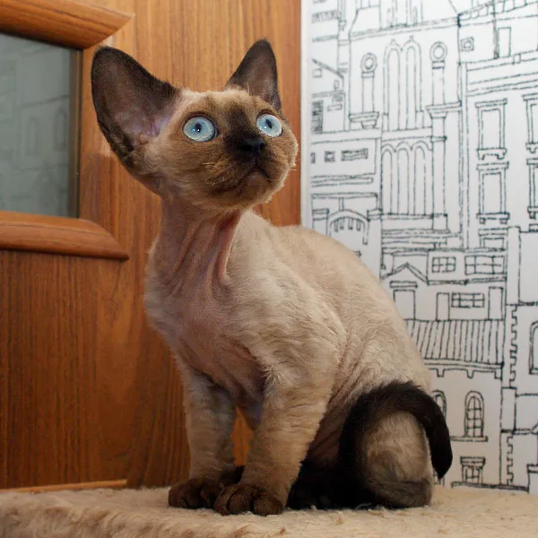 Zdjęcie Hodowla kotów Devon Rex w Polsce - najlepsze hodowle i kocięta