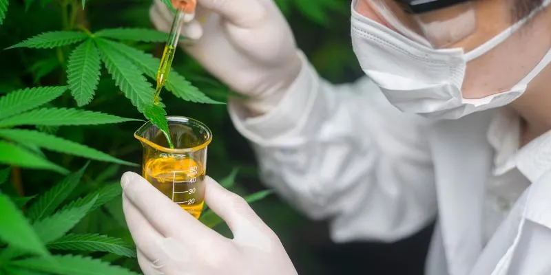 Zdjęcie Jak dostać receptę na medyczną marihuanę - krok po kroku do legalnej terapii