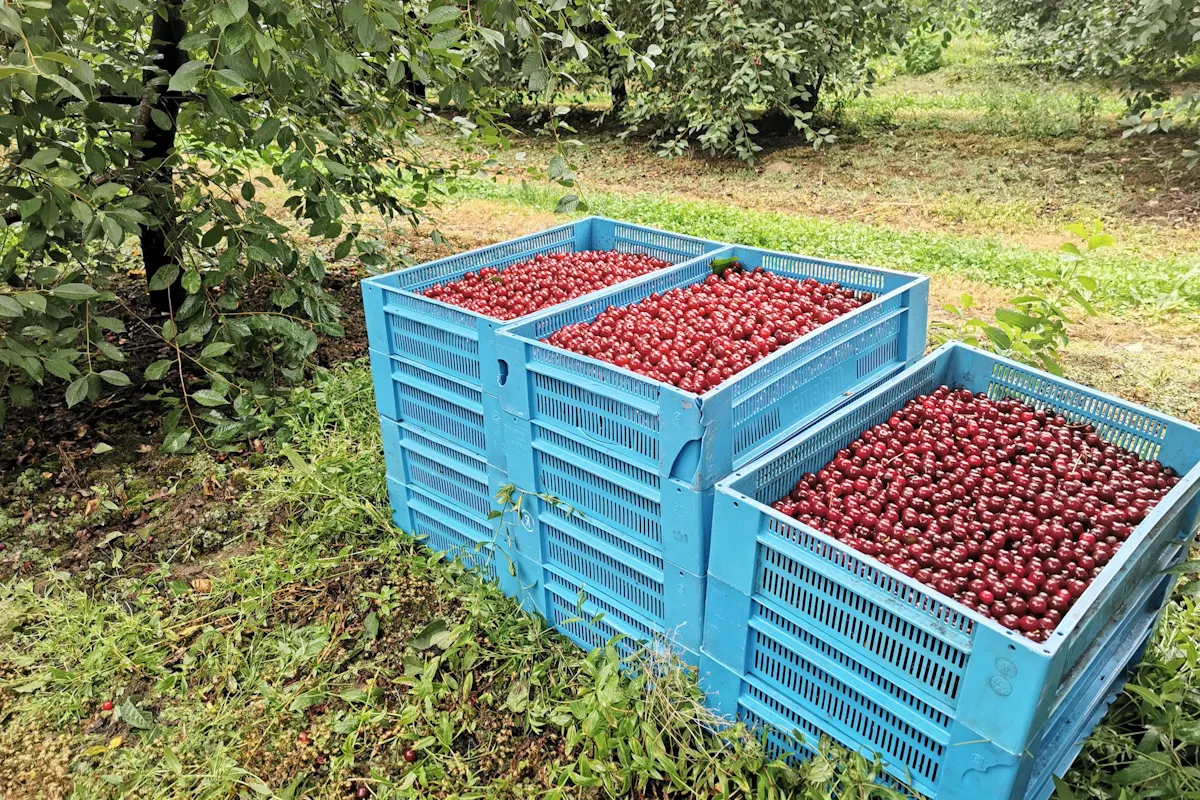 Zdjęcie Zbiór wiśni ile można zarobić? Poznaj kluczowe czynniki wpływu