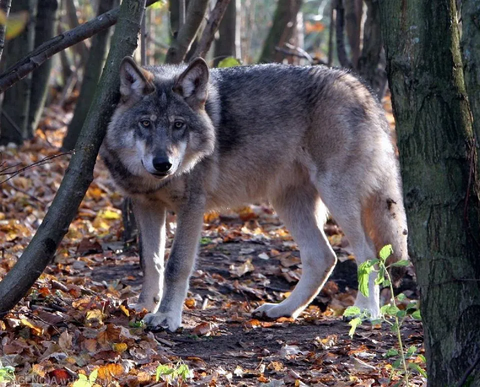 Zdjęcie Czy wilki są zagrożone wyginięciem? Aktualny status i przyczyny zagrożenia
