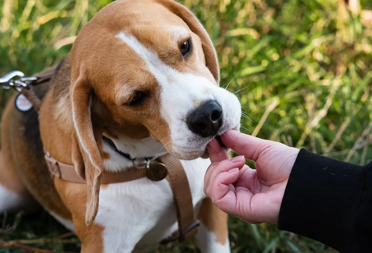 Zdjęcie Jak wytresować beagle, aby uniknąć frustracji i osiągnąć sukces