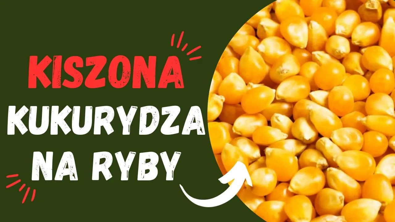Zdjęcie Jak kisić kukurydzę na ryby, aby przyciągnąć największe okonie