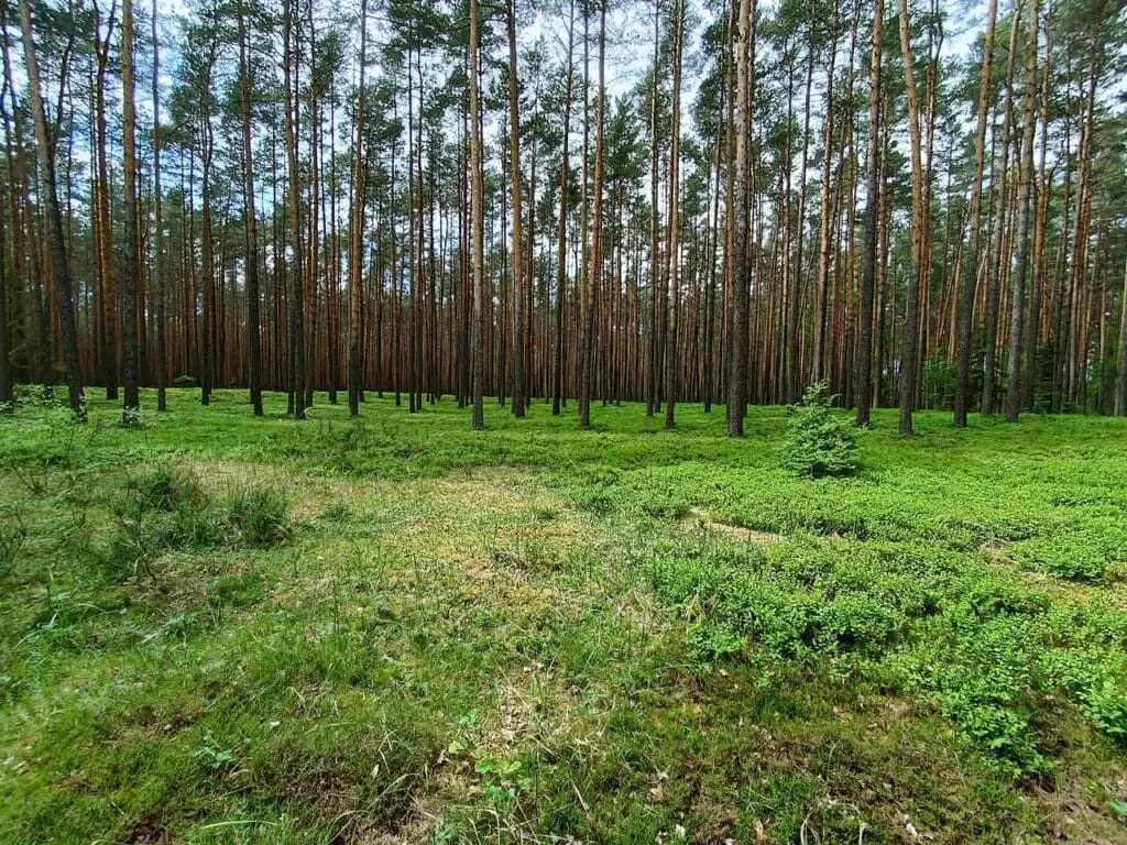 Zdjęcie Rezerwat przyrody Herby: Odkryj unikalną florę i faunę tego miejsca