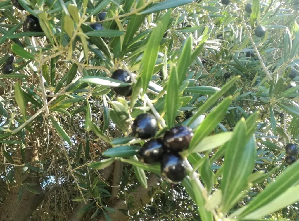 Zdjęcie Gdzie rosną oliwki? Odkryj najlepsze regiony i ich klimat