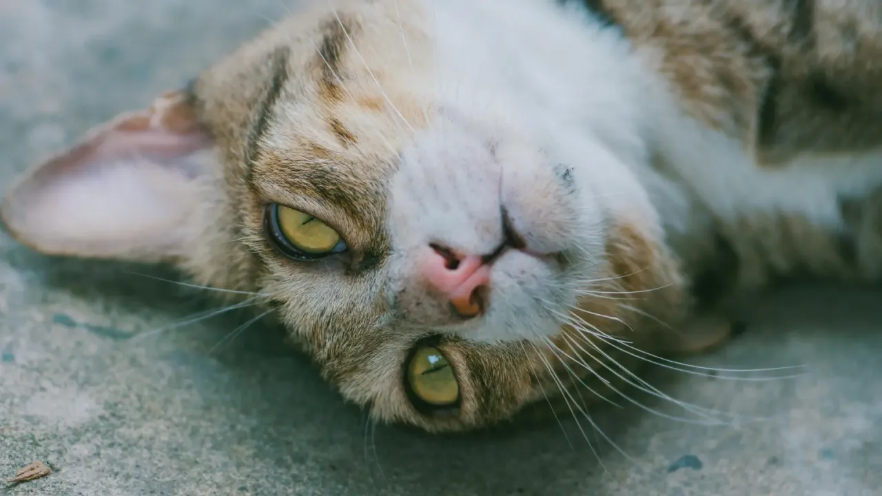 Zdjęcie ¿Por qué a mi gato le gotea la nariz cuando ronronea? Causas y soluciones