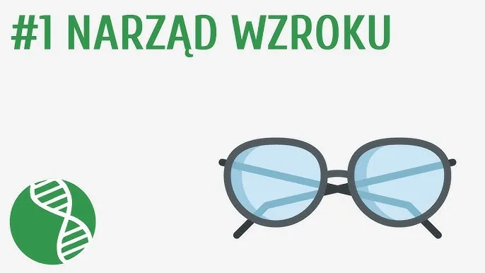 Zdjęcie Jak działa narząd wzroku? Sekrety widzenia i jego procesy
