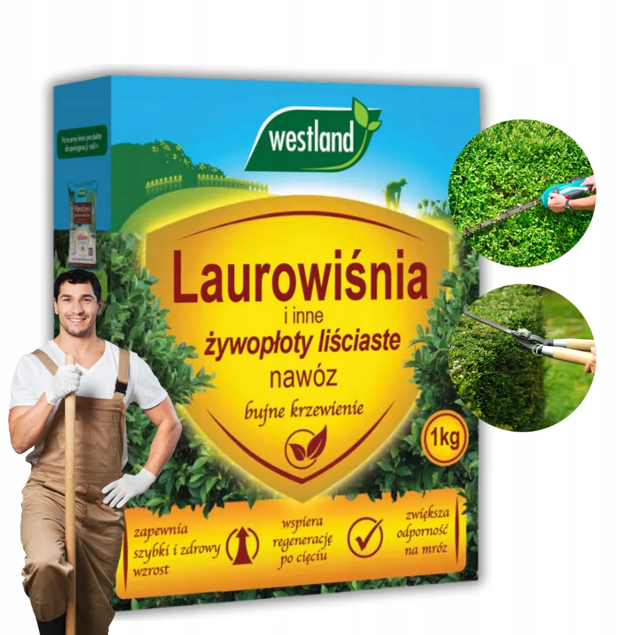 Zdjęcie Jaki nawóz stosować do laurowiśni, by wspierać ich zdrowy wzrost?