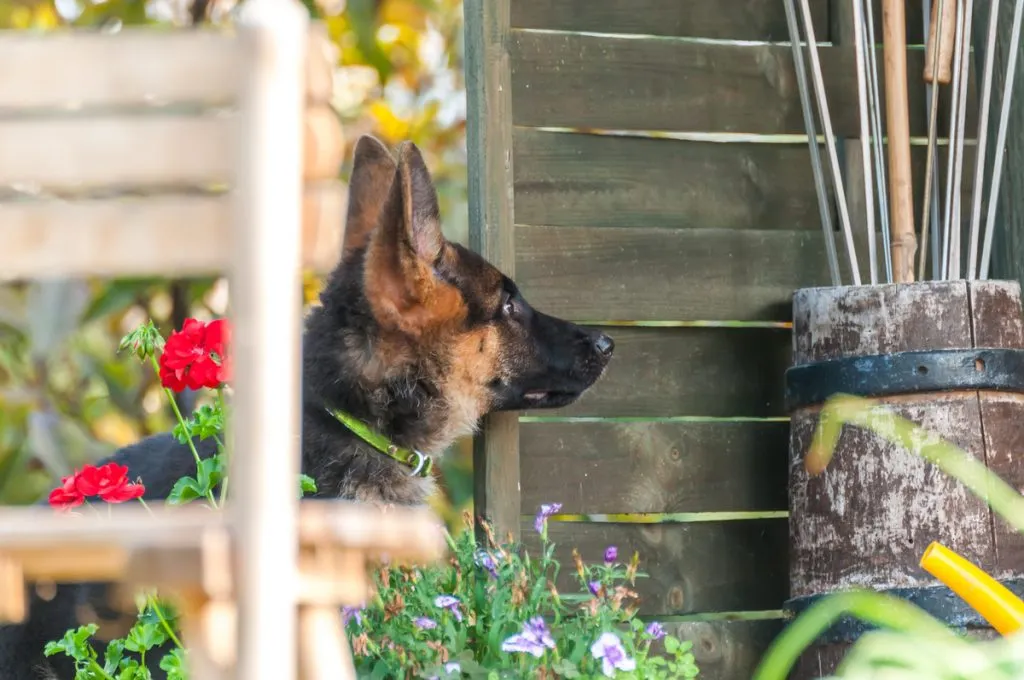 Zdjęcie Owczarek niemiecki w domu czy na dworze - gdzie będzie szczęśliwszy?