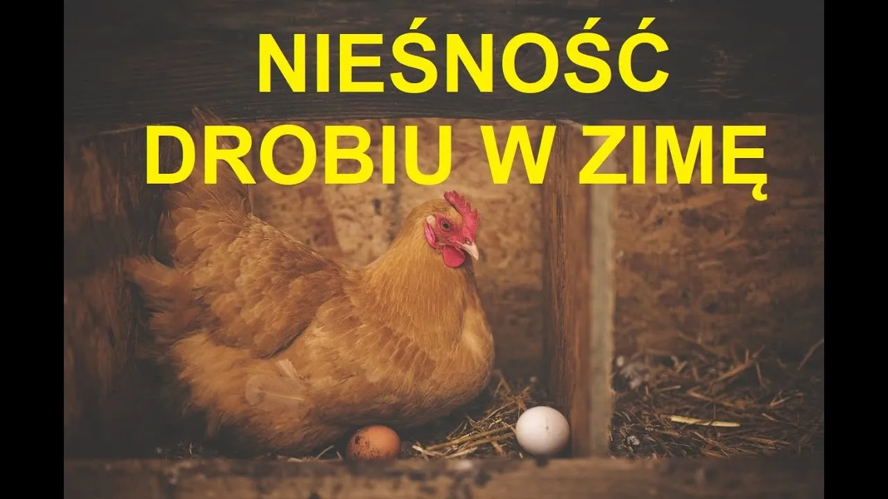 Zdjęcie Dlaczego kury jedzą styropian? Odkryj niebezpieczeństwa i przyczyny