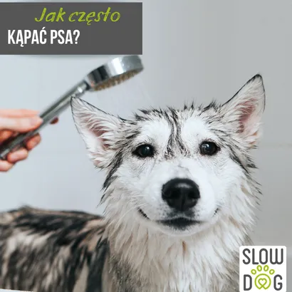 Zdjęcie Jak często kąpać szczeniaka? Poznaj zasady pielęgnacji młodego psa